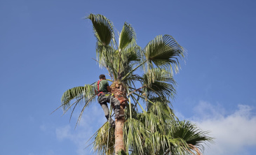 poda de palmeras Roda de Bara